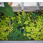 Hacienda Cuatro Ventanas فيلة لوس رياليخوس